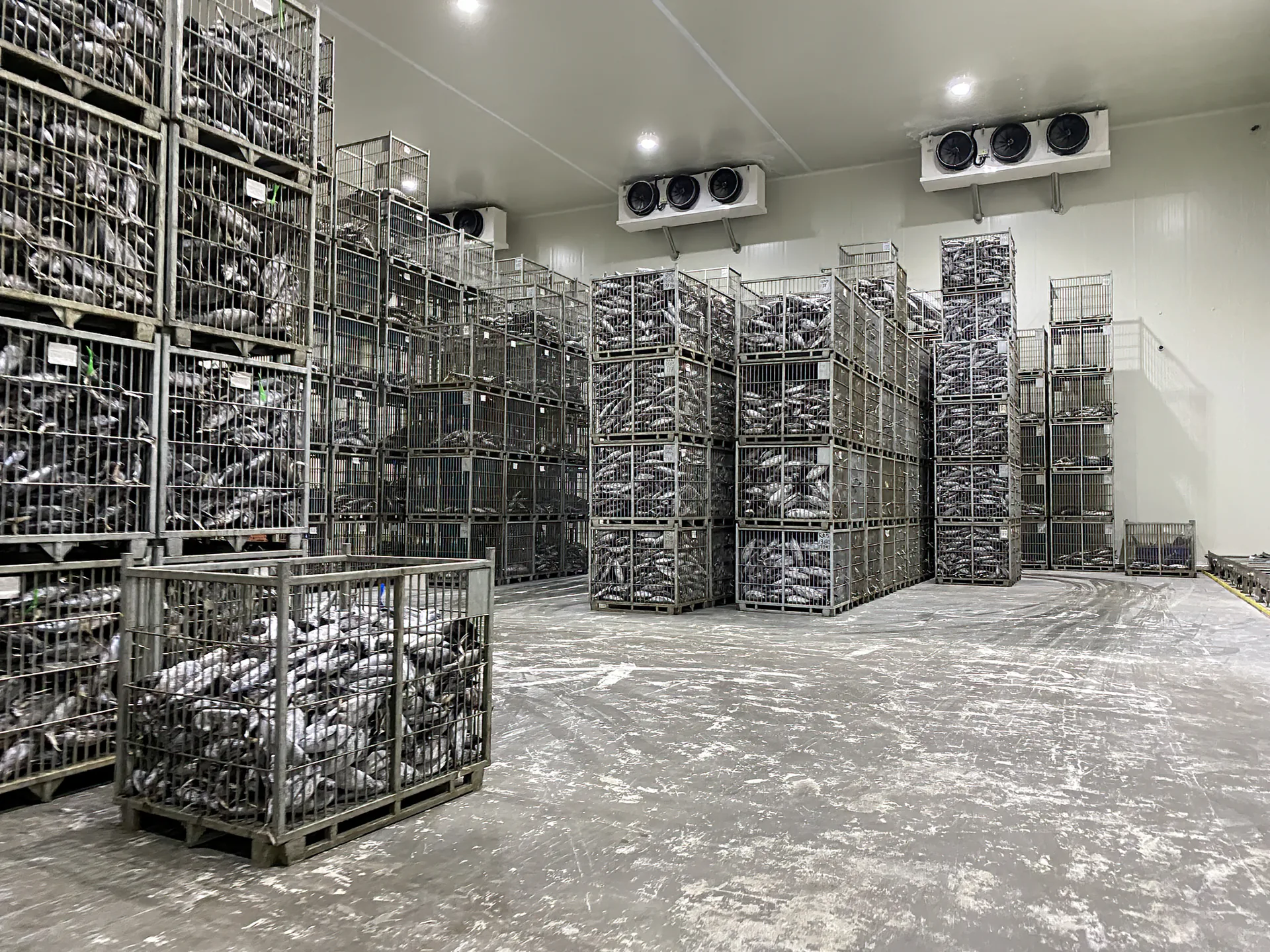 Operating Cold Storage room with stacked product cages, refrigeration units and visible floor area